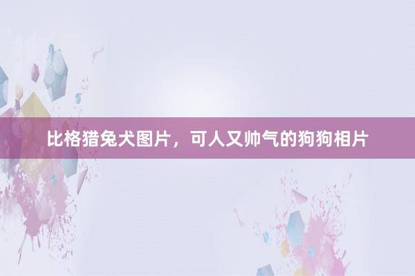 比格猎兔犬图片，可人又帅气的狗狗相片